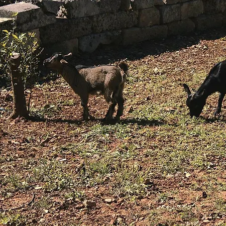 Farmház Tenuta Ferraro *