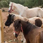 Tenuta Ferraro Farm stay Gallipoli