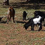 Tenuta Ferraro Farm stay Gallipoli