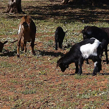 Tenuta Ferraro Séjour à la ferme Gallipoli