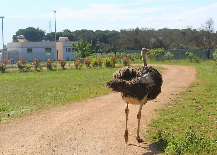 Tenuta Ferraro * Gallipoli