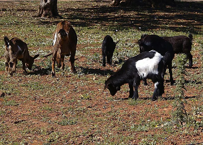 Tenuta Ferraro Vakantieboerderij Gallipoli