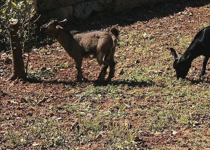 Vakantieboerderij Tenuta Ferraro *