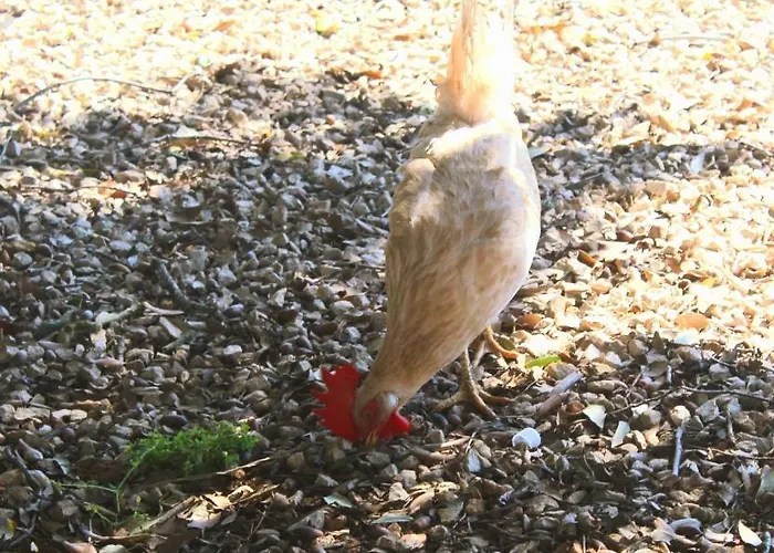 Farm stay Tenuta Ferraro