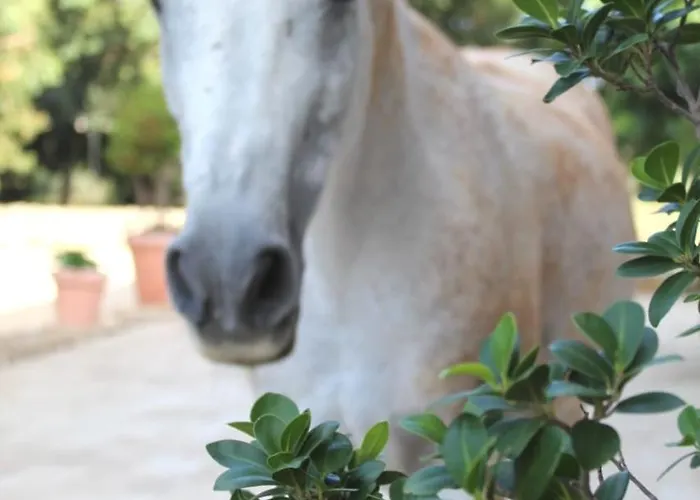 Tenuta Ferraro Farm stay